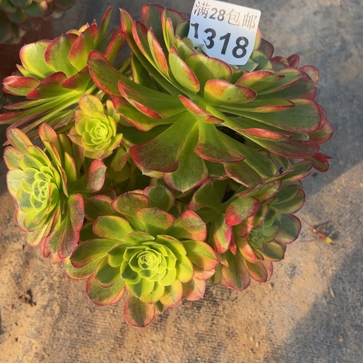 1318南奶白多肉植物