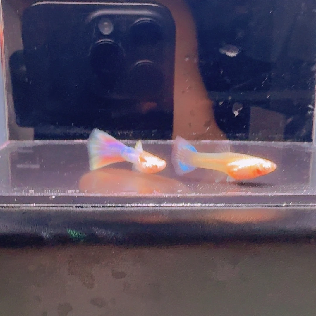 孔雀鱼天使彩虹孔雀鱼
