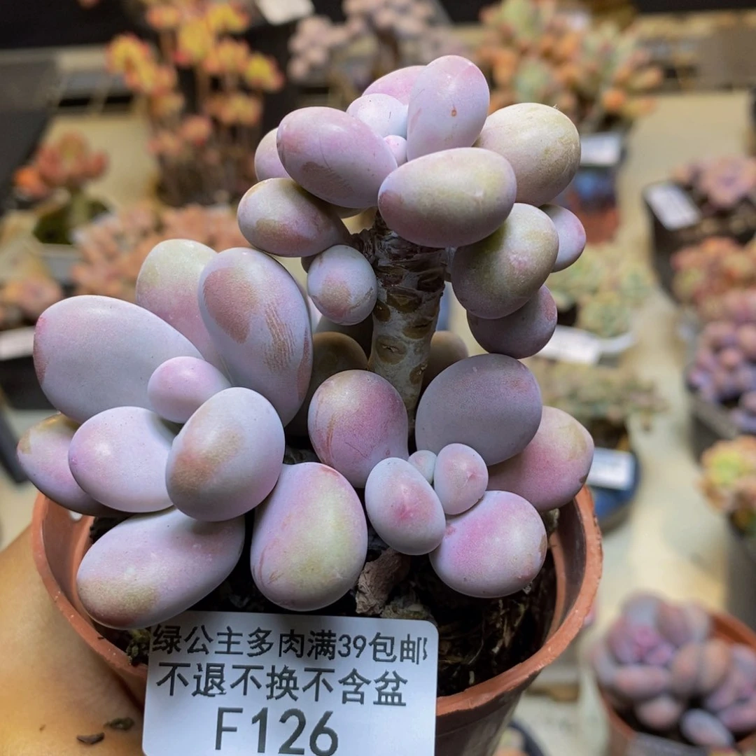 126腰子桃蛋多肉7cm