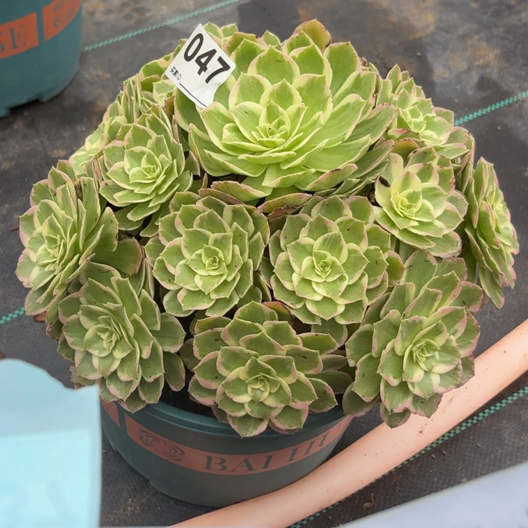 047万花筒多肉植物发货