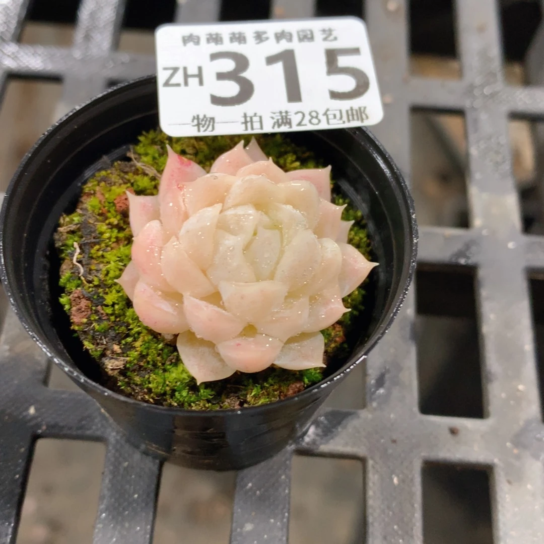 肉萌萌拇指盆精控多肉ZH315