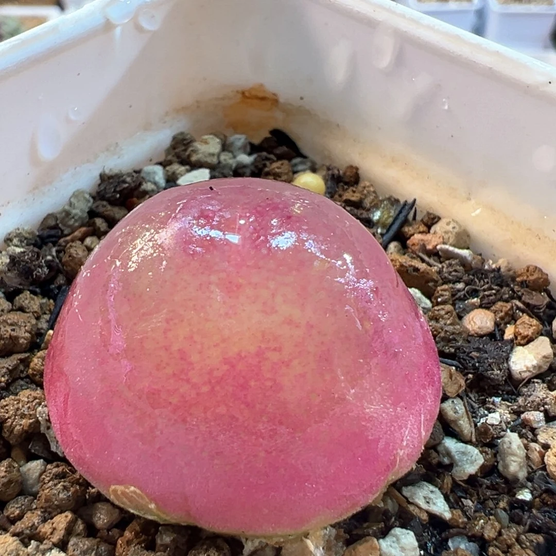 55多肉植物百科知识