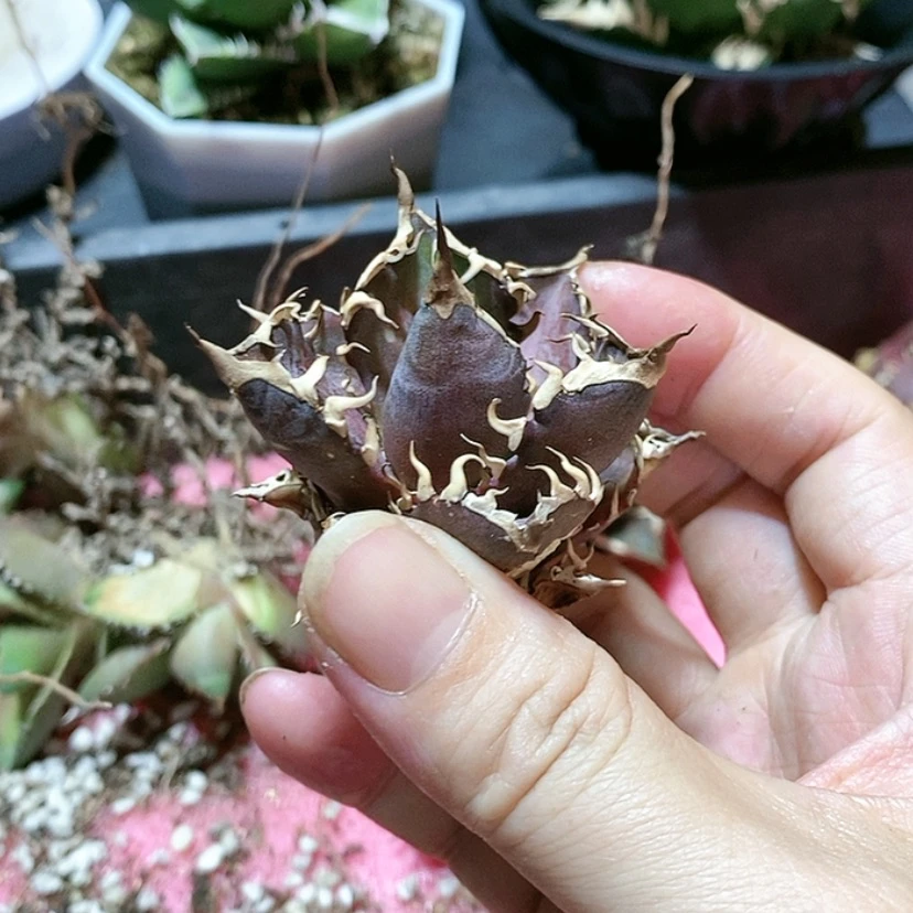 【闪购商品】落**歌超级猫