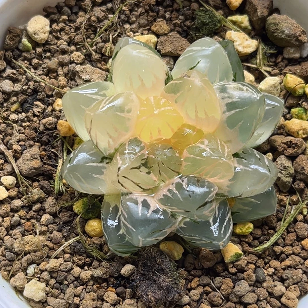 63om玉露锦福利专场