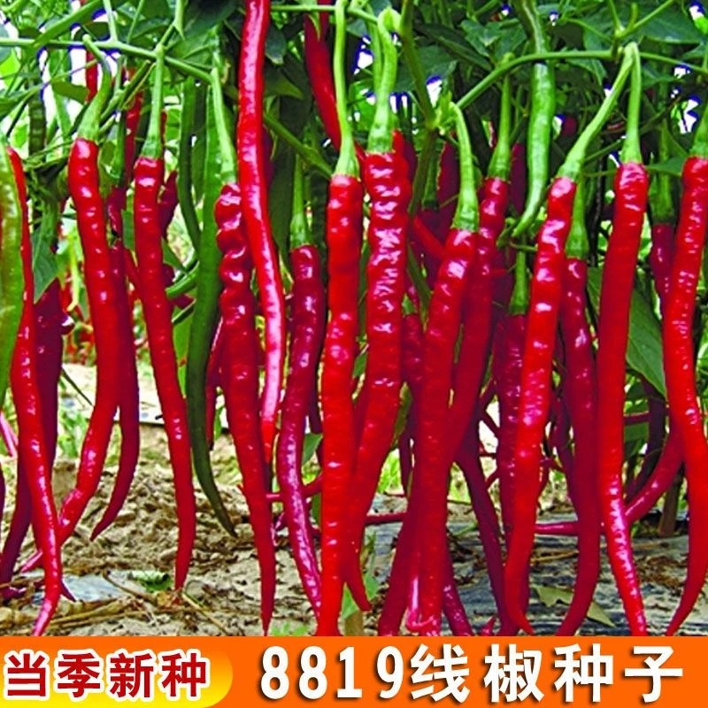 8819线椒种子超辣高产辣椒二荆条长四季种籽盆栽南方种苗蔬