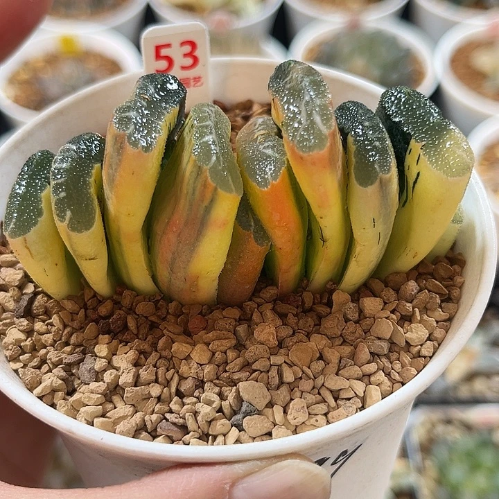 53赤斑玉扇锦福利