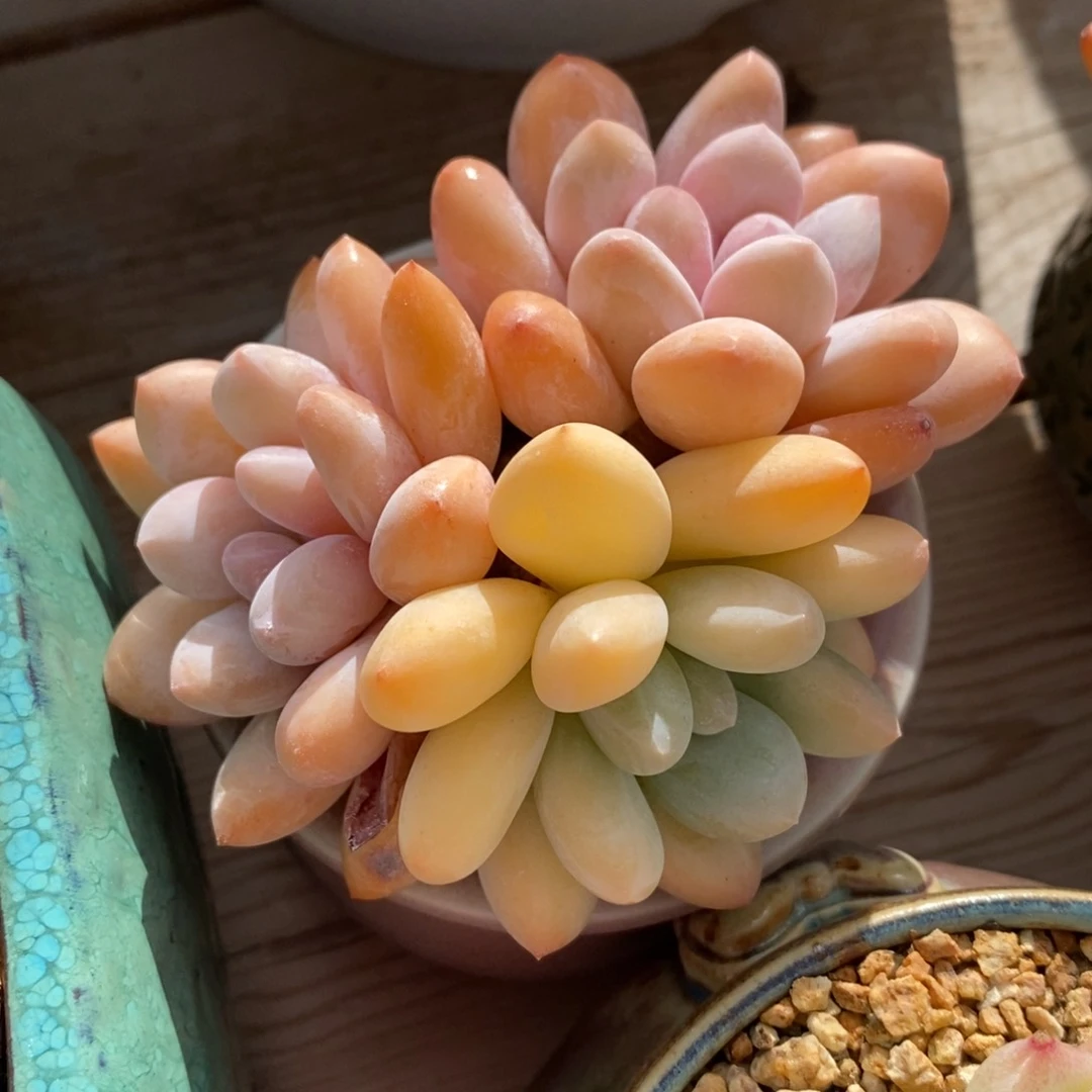 自助下单一物一拍多肉，下滑更多品种选择