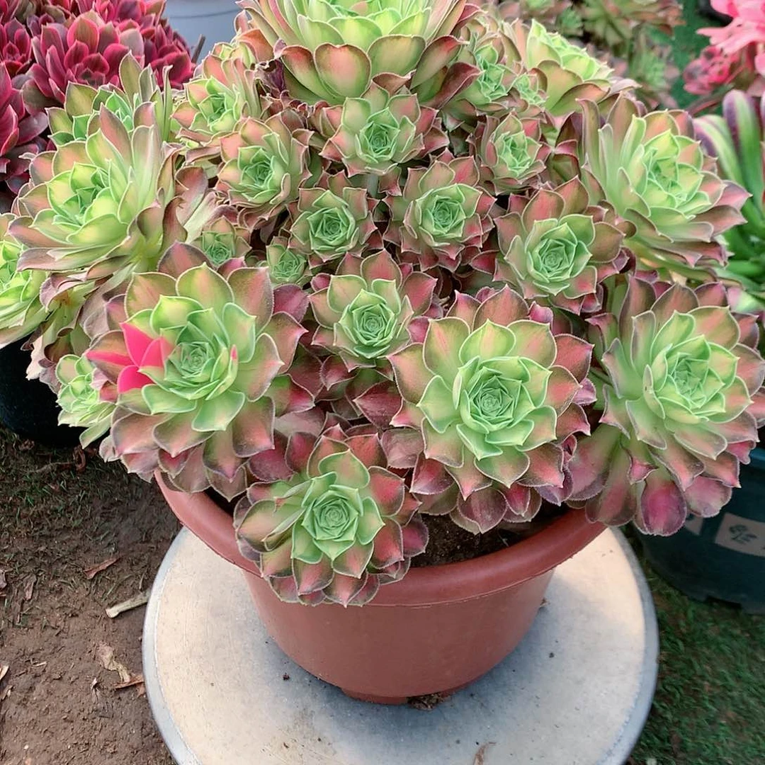 【闪购商品】黑*韶华，多肉