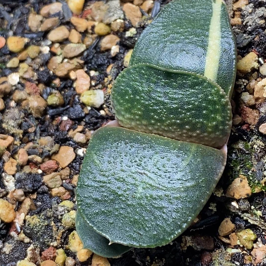 不带盆脱土裸根发货