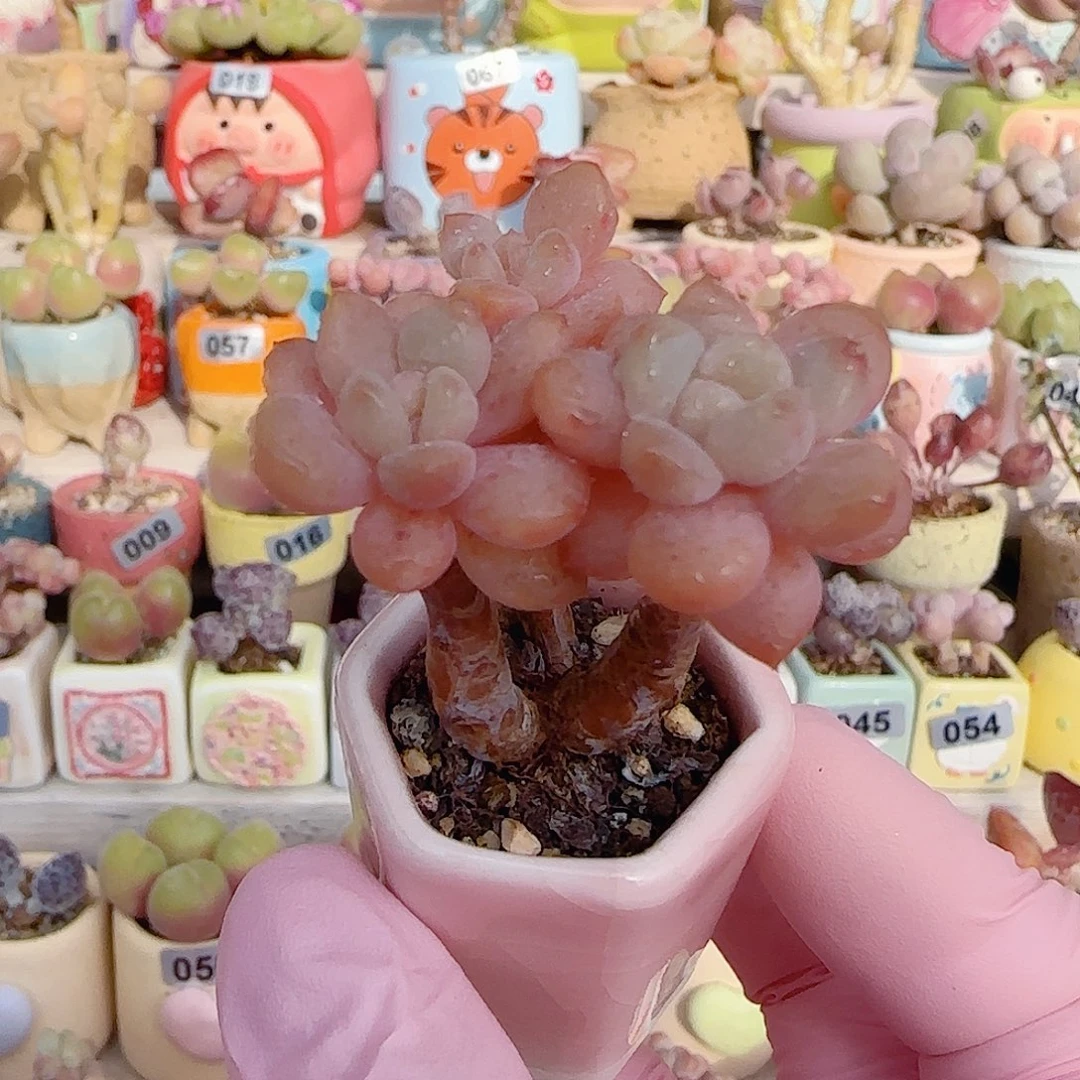 粉粉洛可可 盆口3cm