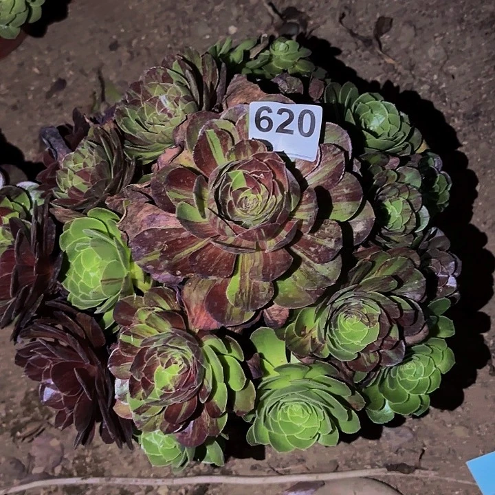 620花月夜多肉植物不售后
