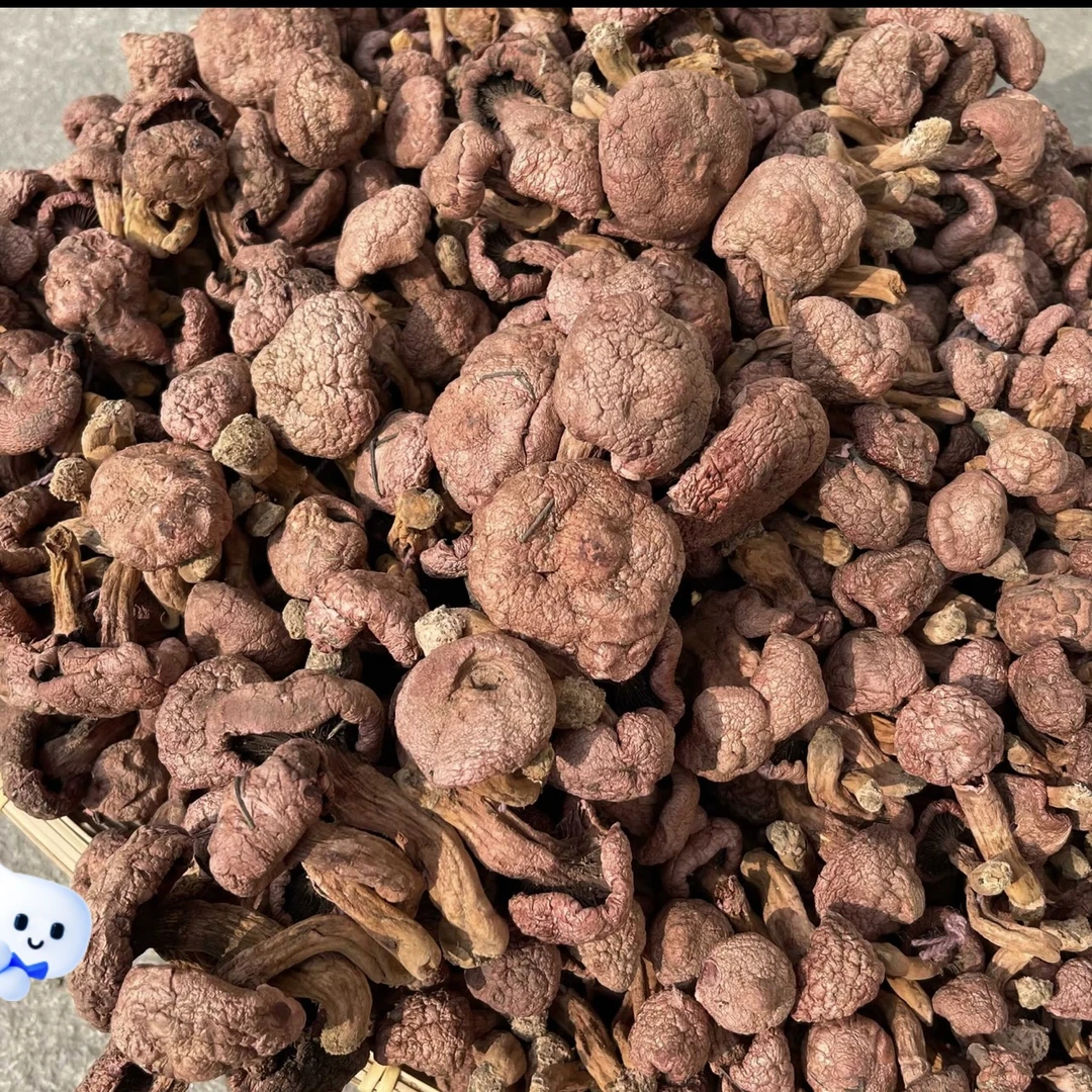 红蘑 肉蘑 松树伞 中个肉厚剪根 无根 无泥 无土又无沙