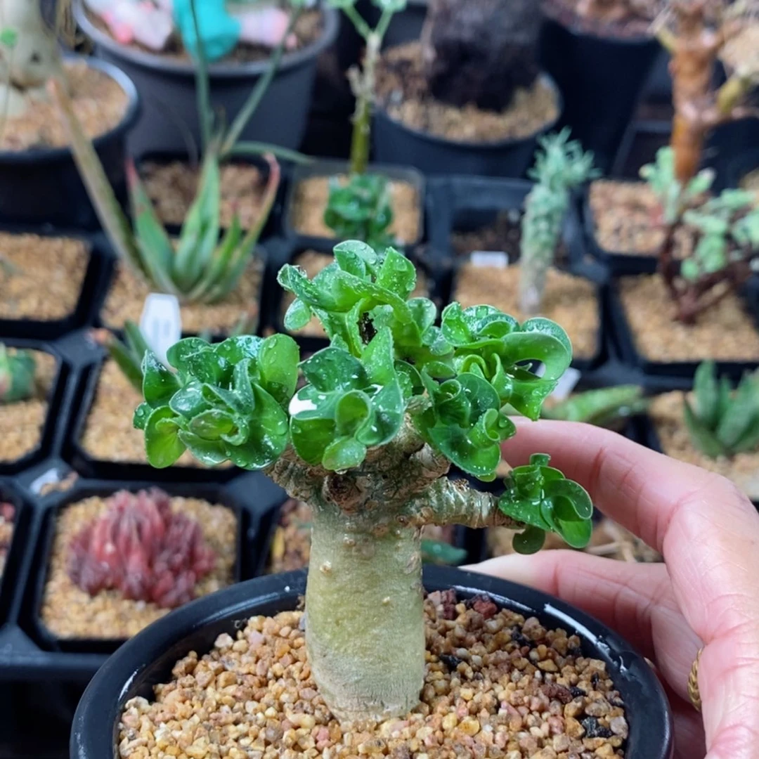 【闪购商品】卡汉羊角
