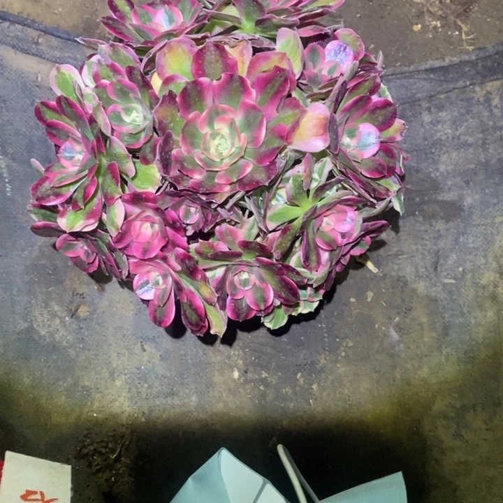 女郎38多肉植物法师法师