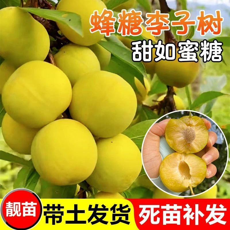 【蜂糖李子树苗】抗寒耐热南北方种植当年结果苗盆栽地栽果树苗
