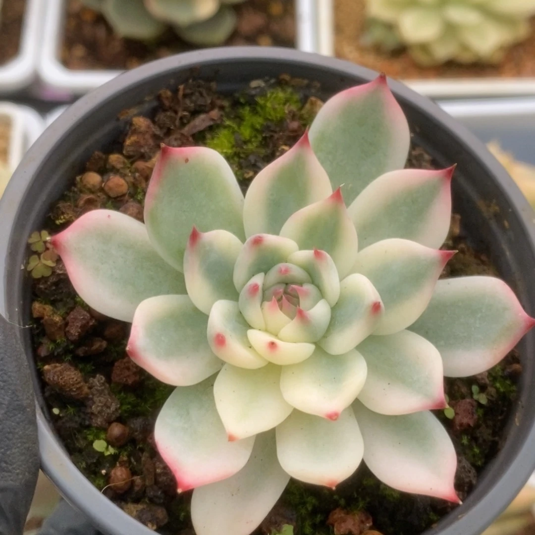 541锦锦锦锦锦锦锦锦