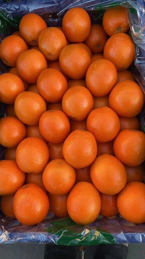 纽荷尔脐橙5斤【顺丰包邮今天拍明天到】