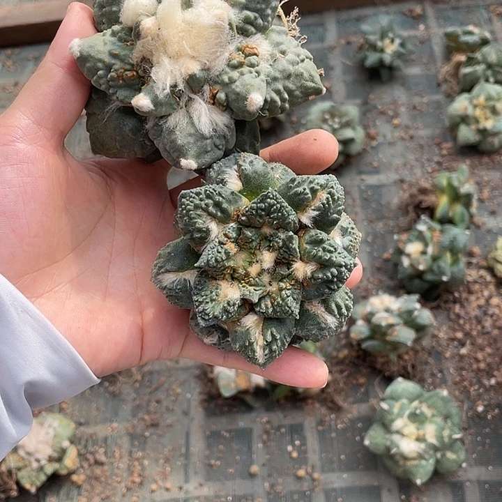 自根牡丹2颗瑕疵特价不退换