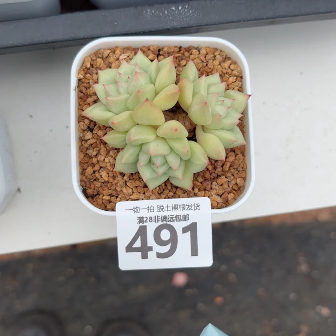 刘***琦黄金象牙老桩无盆土发货