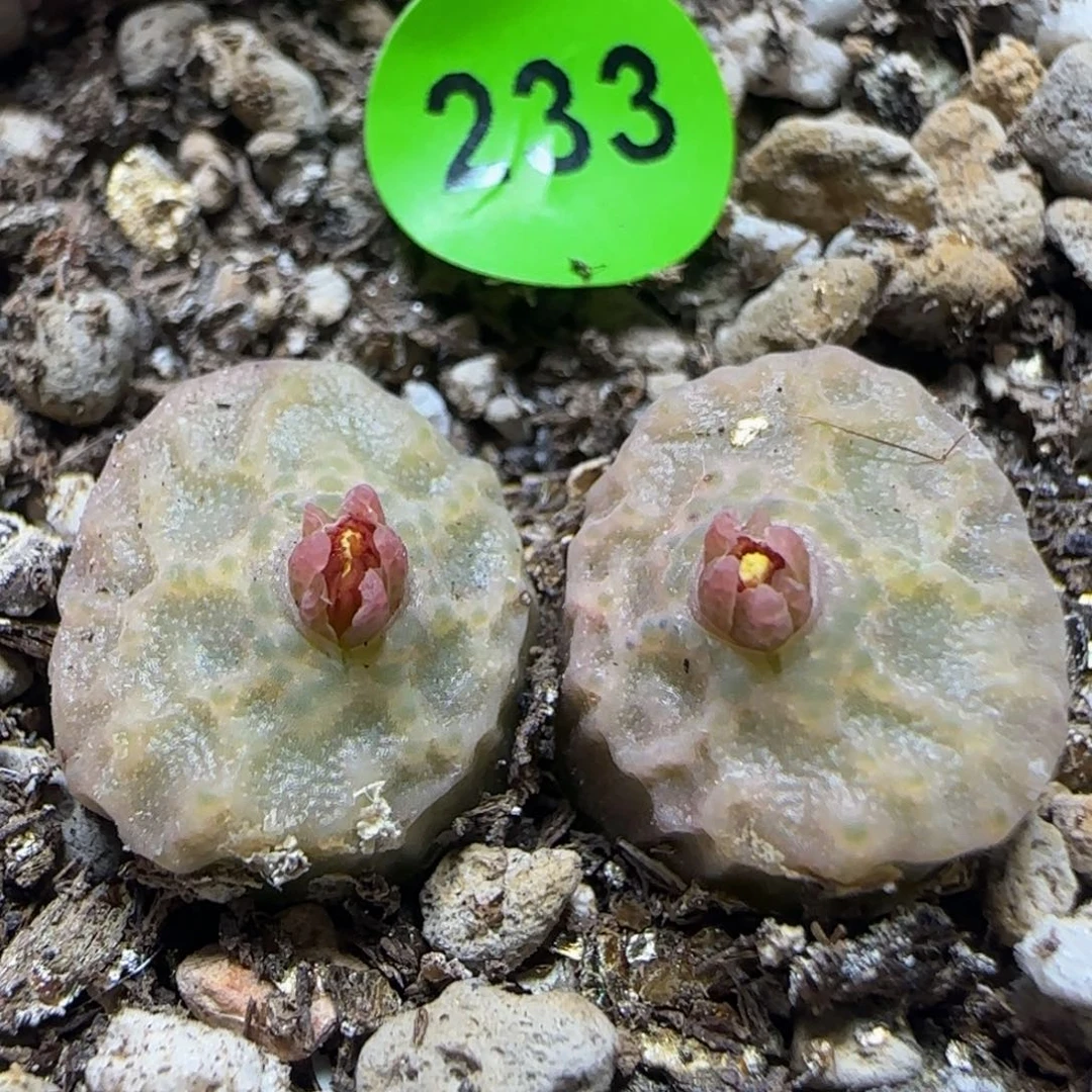 烧麦漂亮多肉植物233