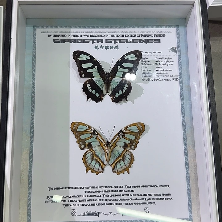 绿帘维组合蝴蝶标本