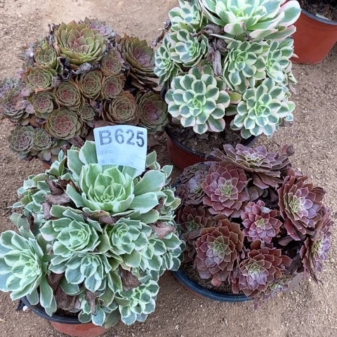 625四颗法师多肉植物