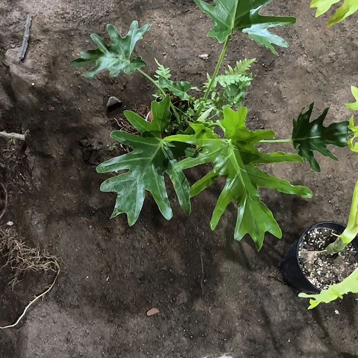完全开放一物一拍春雨
