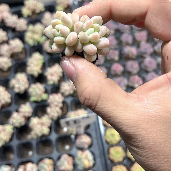 洛可可 满10颗包邮