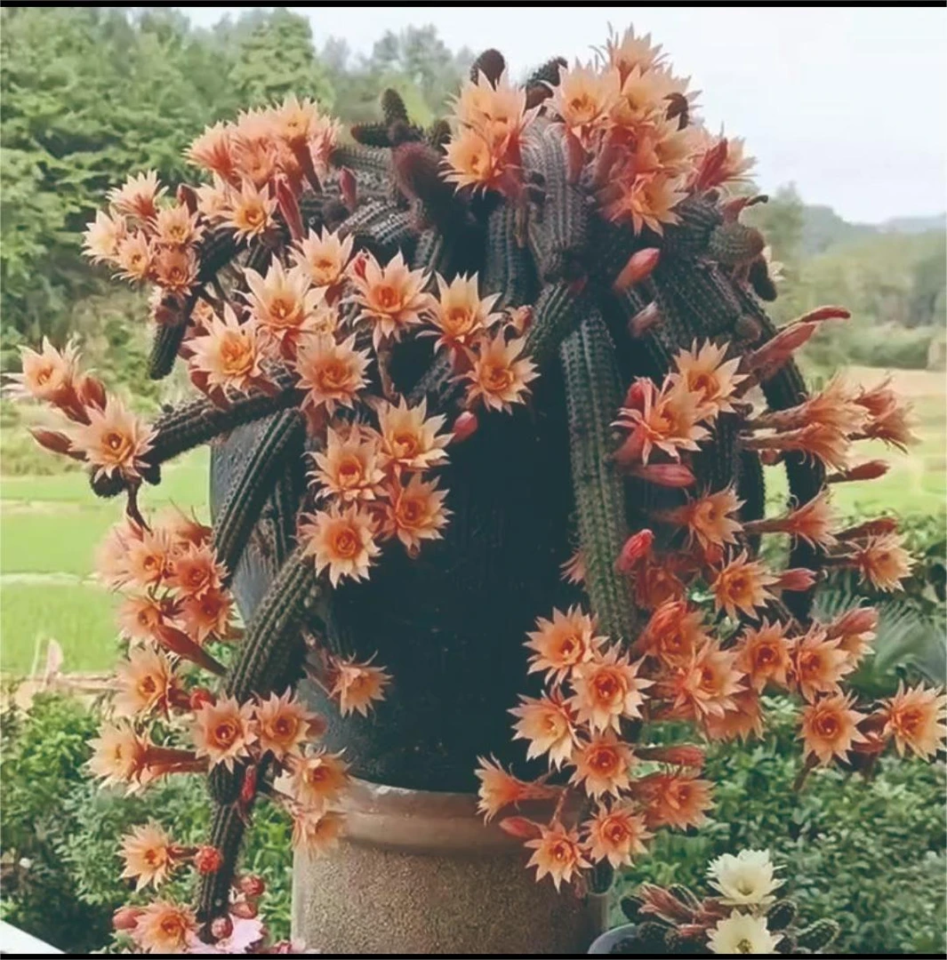 橙花垂钓金妞  开花机器