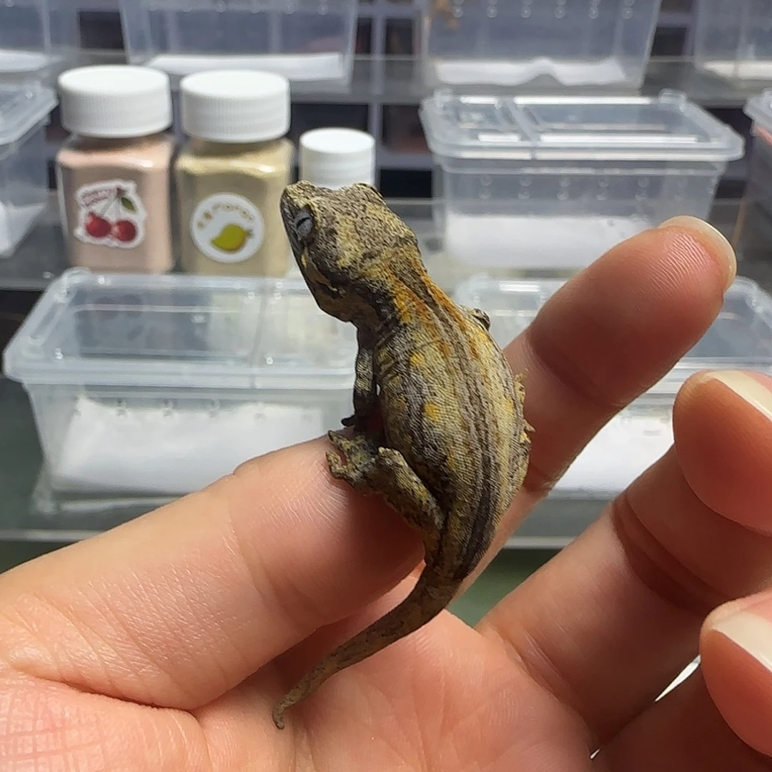 睫角守宫睫角守宫大幼