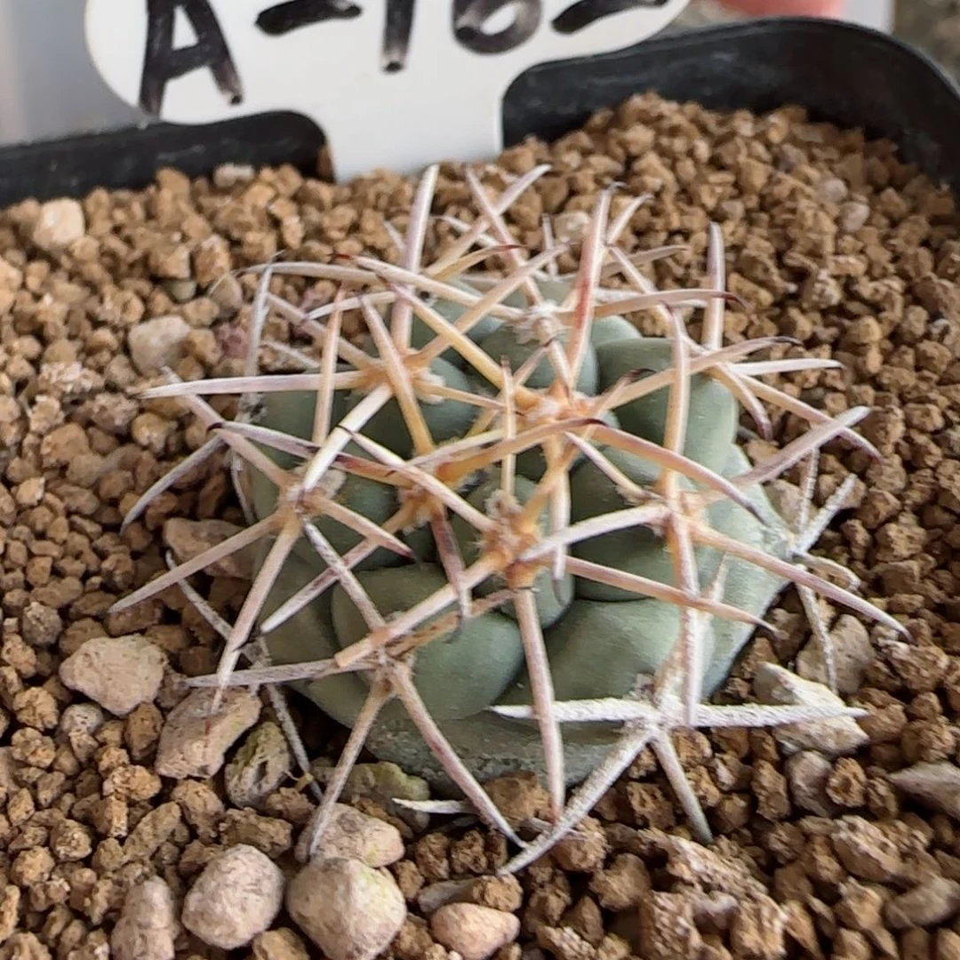 328实生大祥冠2.7厘米