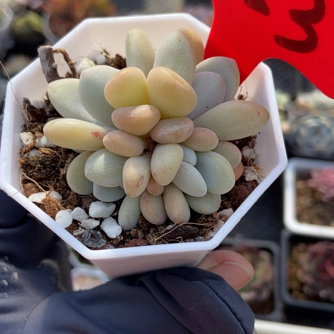 653粉兔多肉植物保护