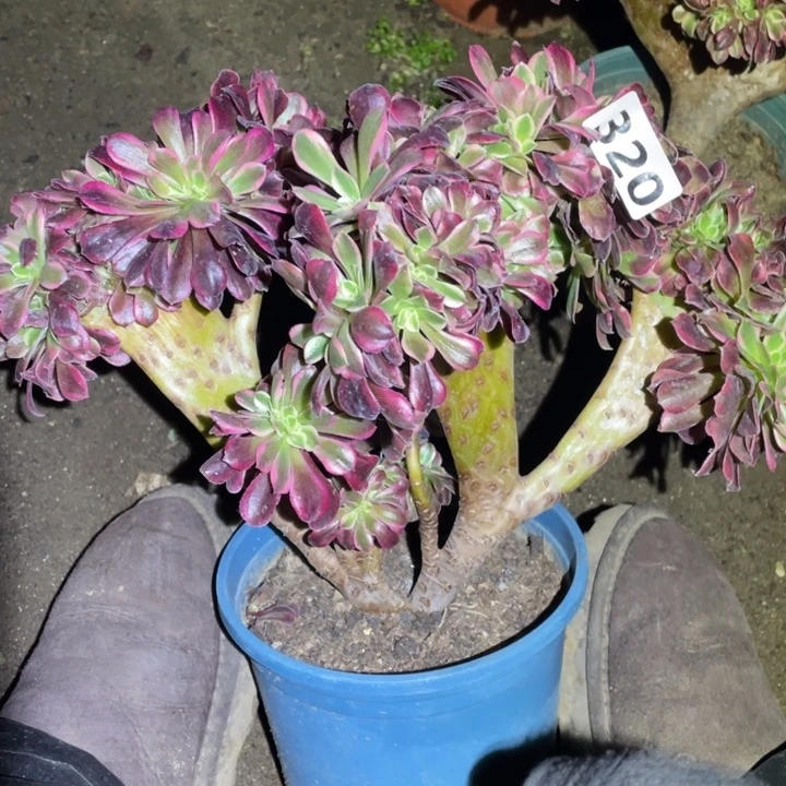 28厘米左右美杜莎朵朵缀320