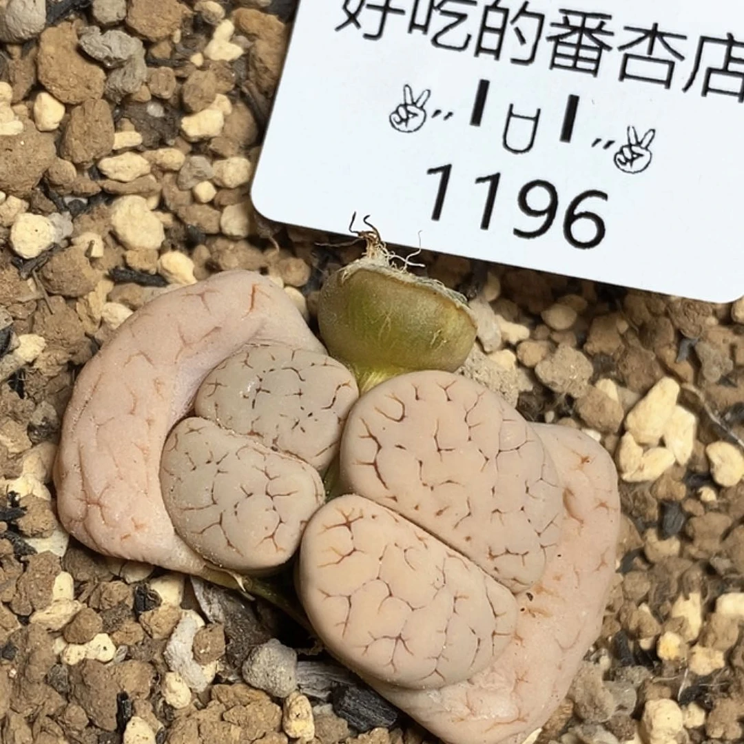 1196。零下拍保温。