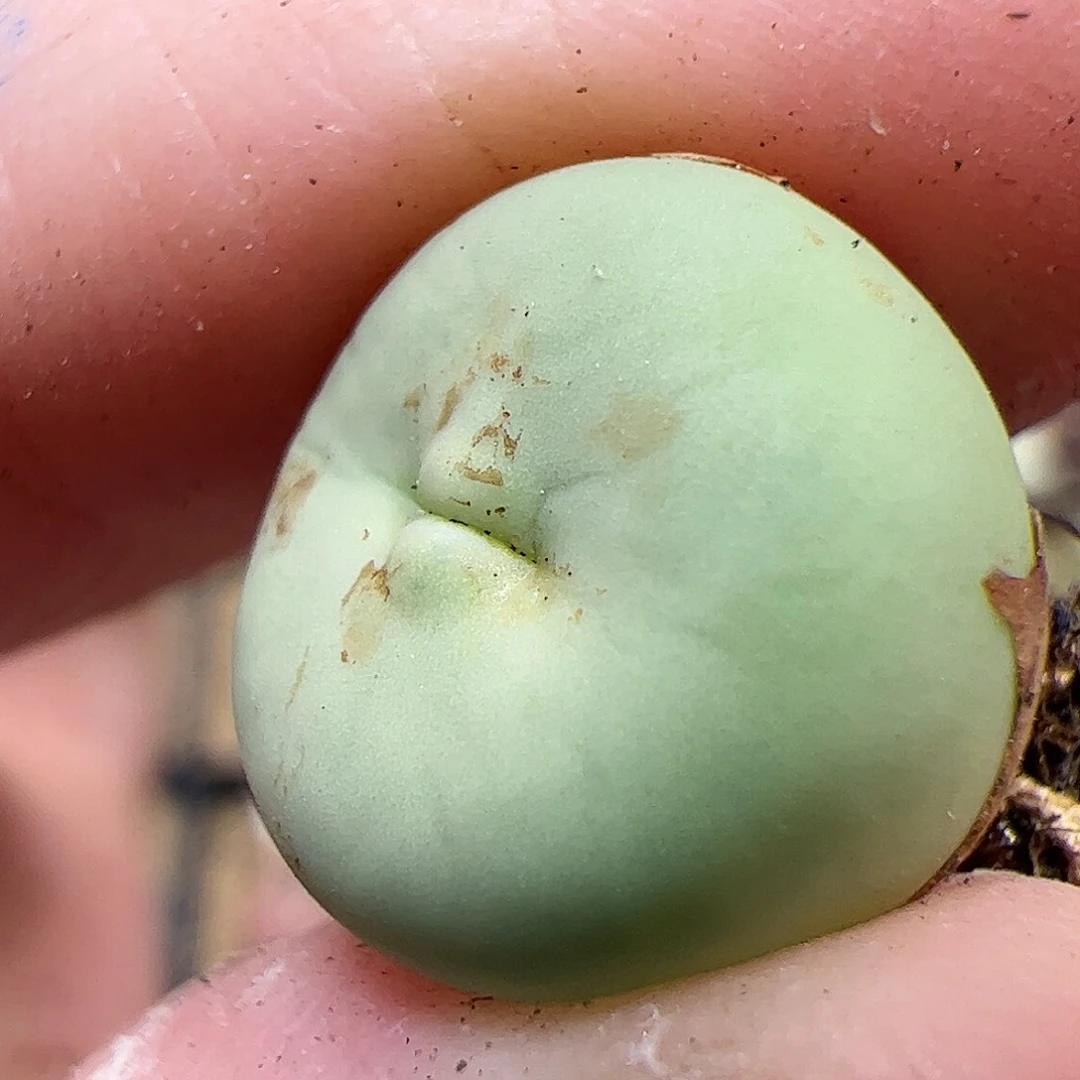 【闪购商品】377红嘴