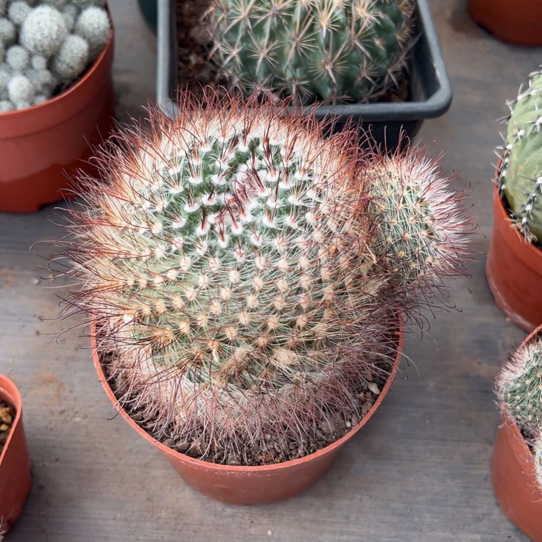 绯秀玉随机一颗。