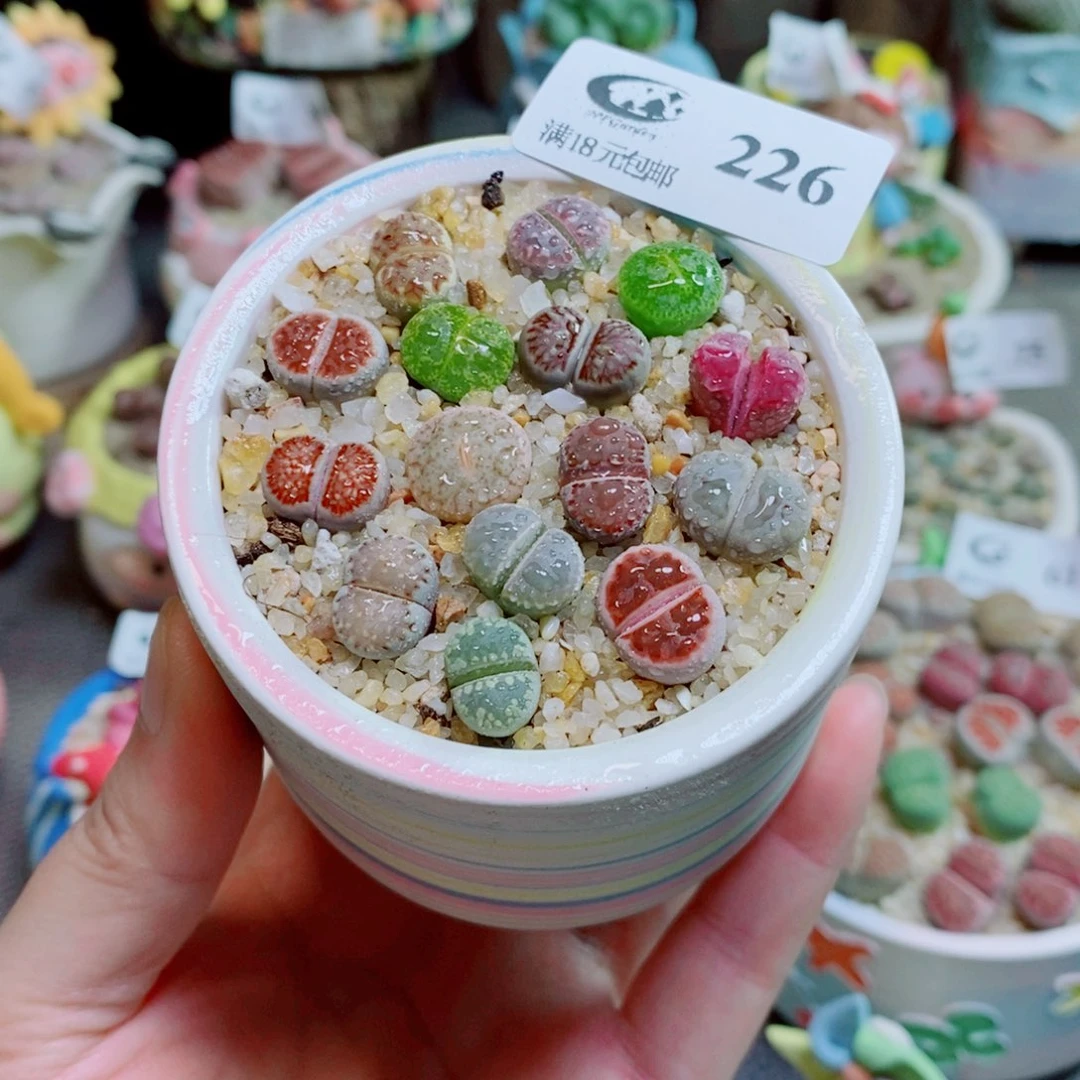 生石花花花花花花226