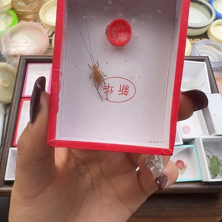 北***孩大黄蛉一条。       北…………