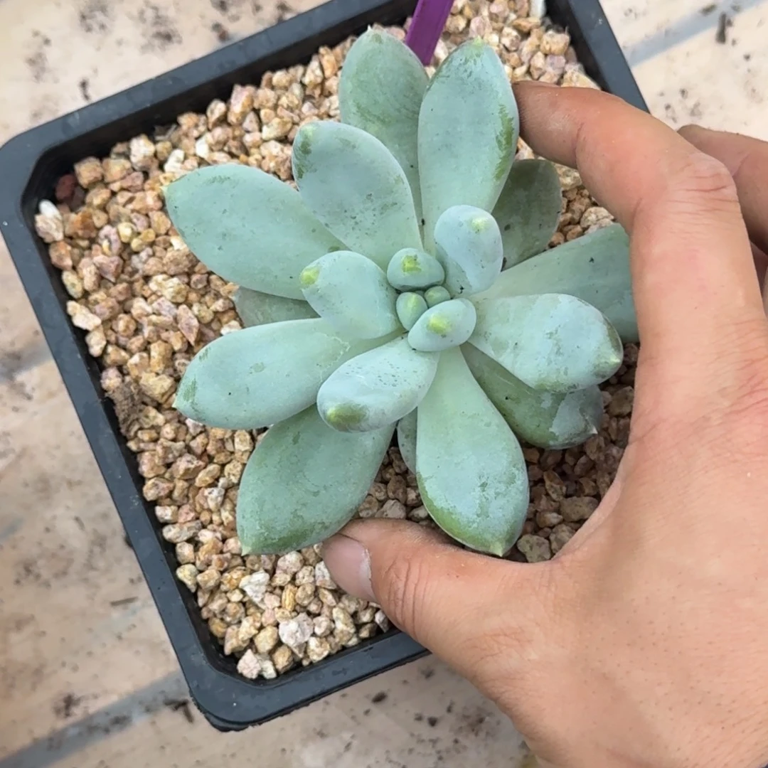 多肉植物胖体哥特371