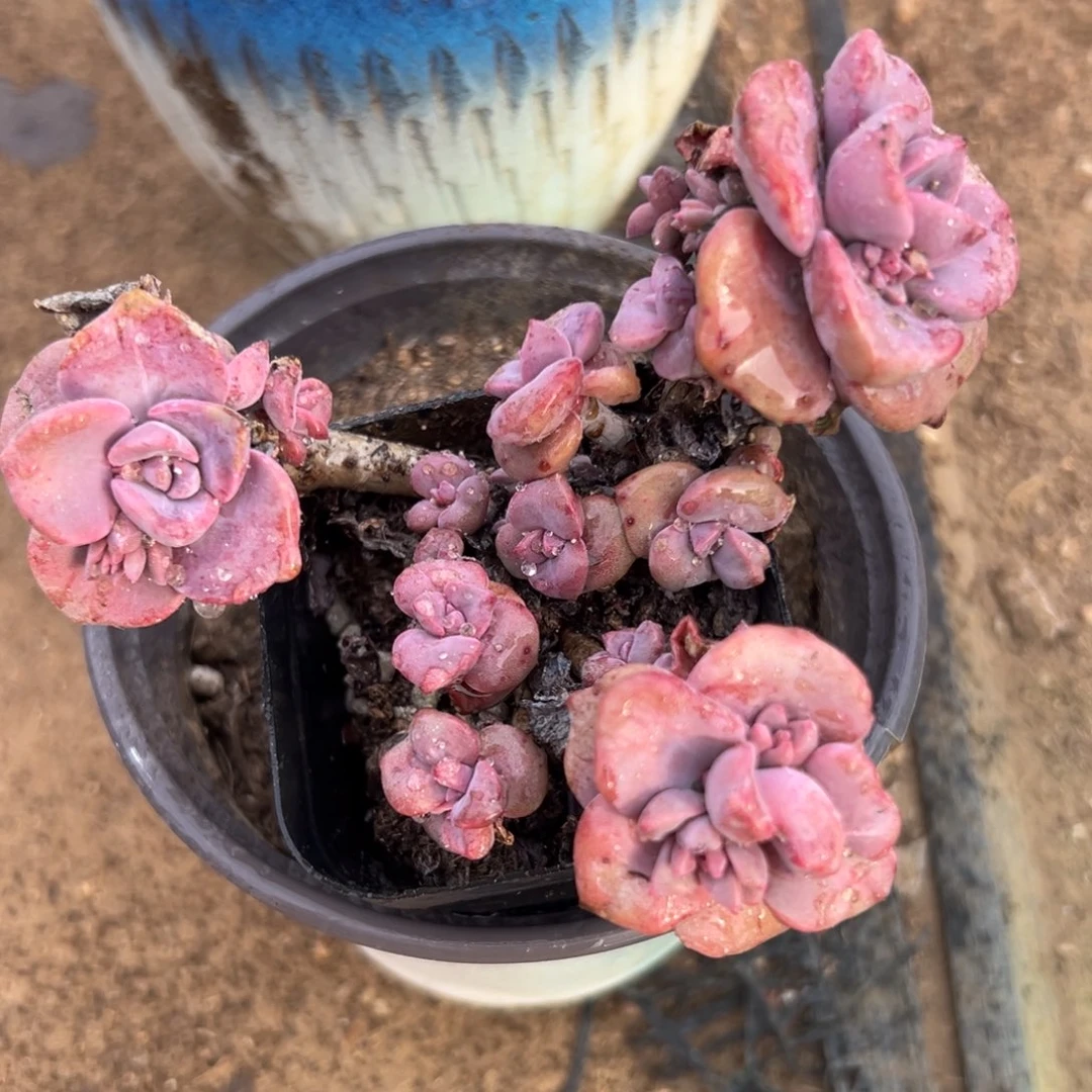 多肉植物彩虹糖群