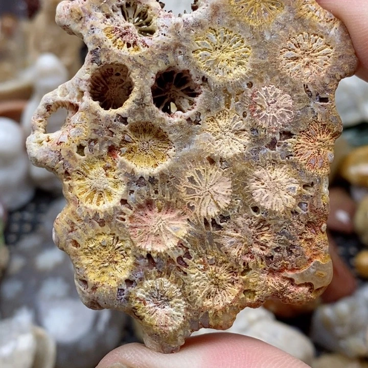 硅化珊瑚（珊瑚玉）未镶嵌颈饰