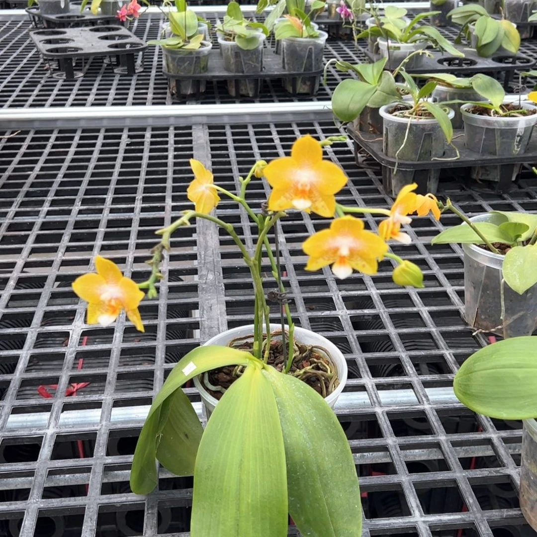 完全开放4.5寸杯bkh2116