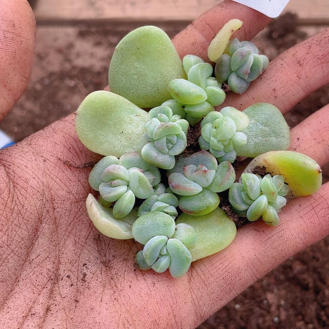 温***C多肉植物多肉植物637
