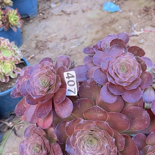 沫****多肉植物一个法师