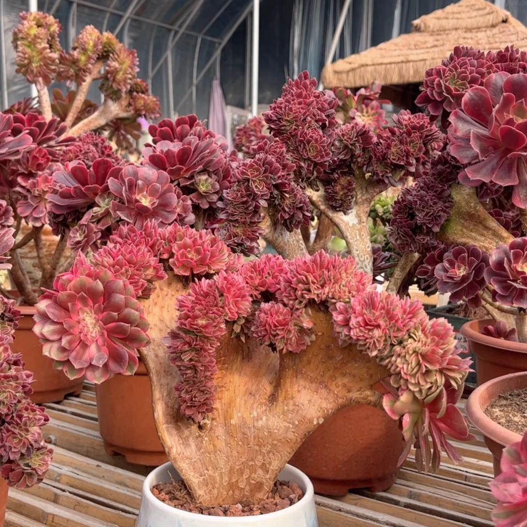 荔枝精品朵朵缀老桩