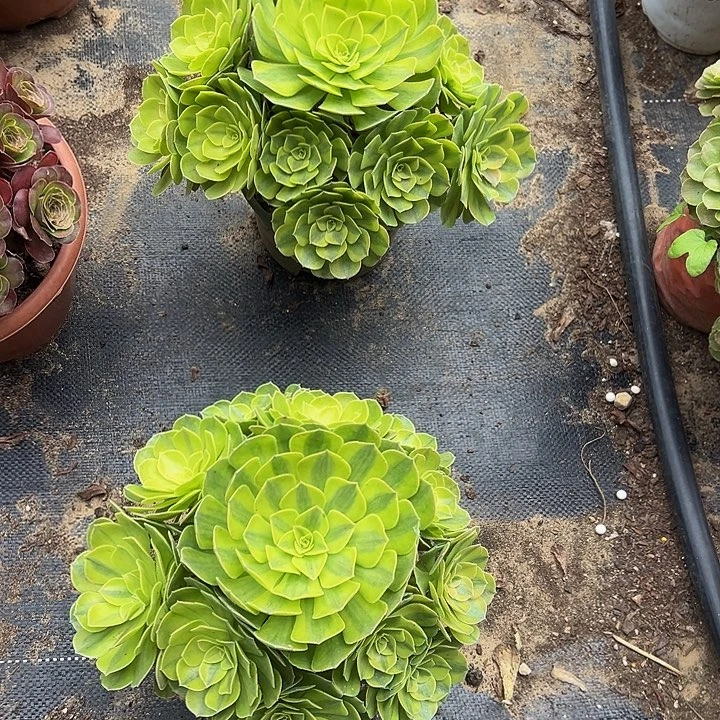 25.8雨荷一颗包邮