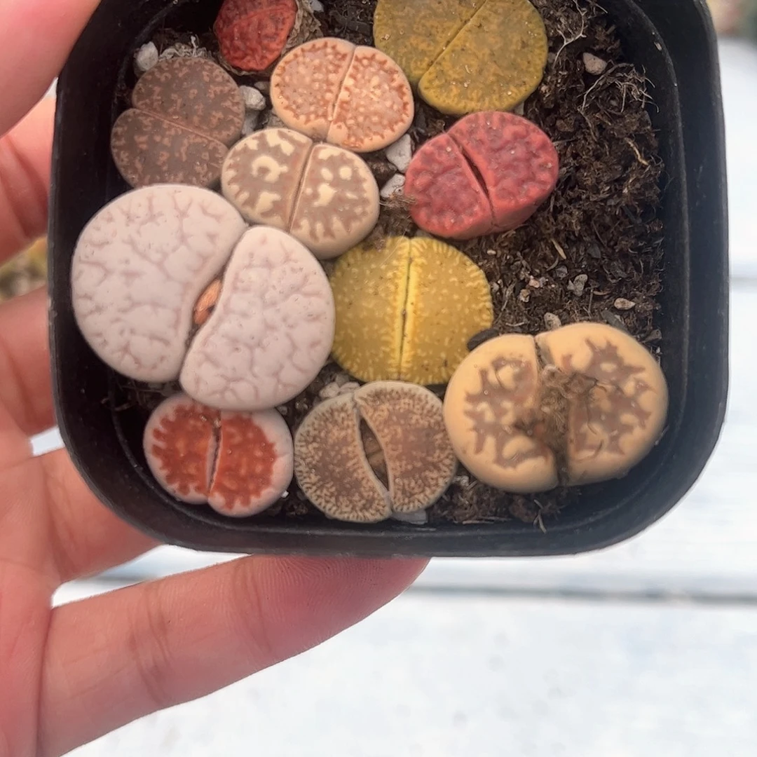 1109–番杏福利a2生石花