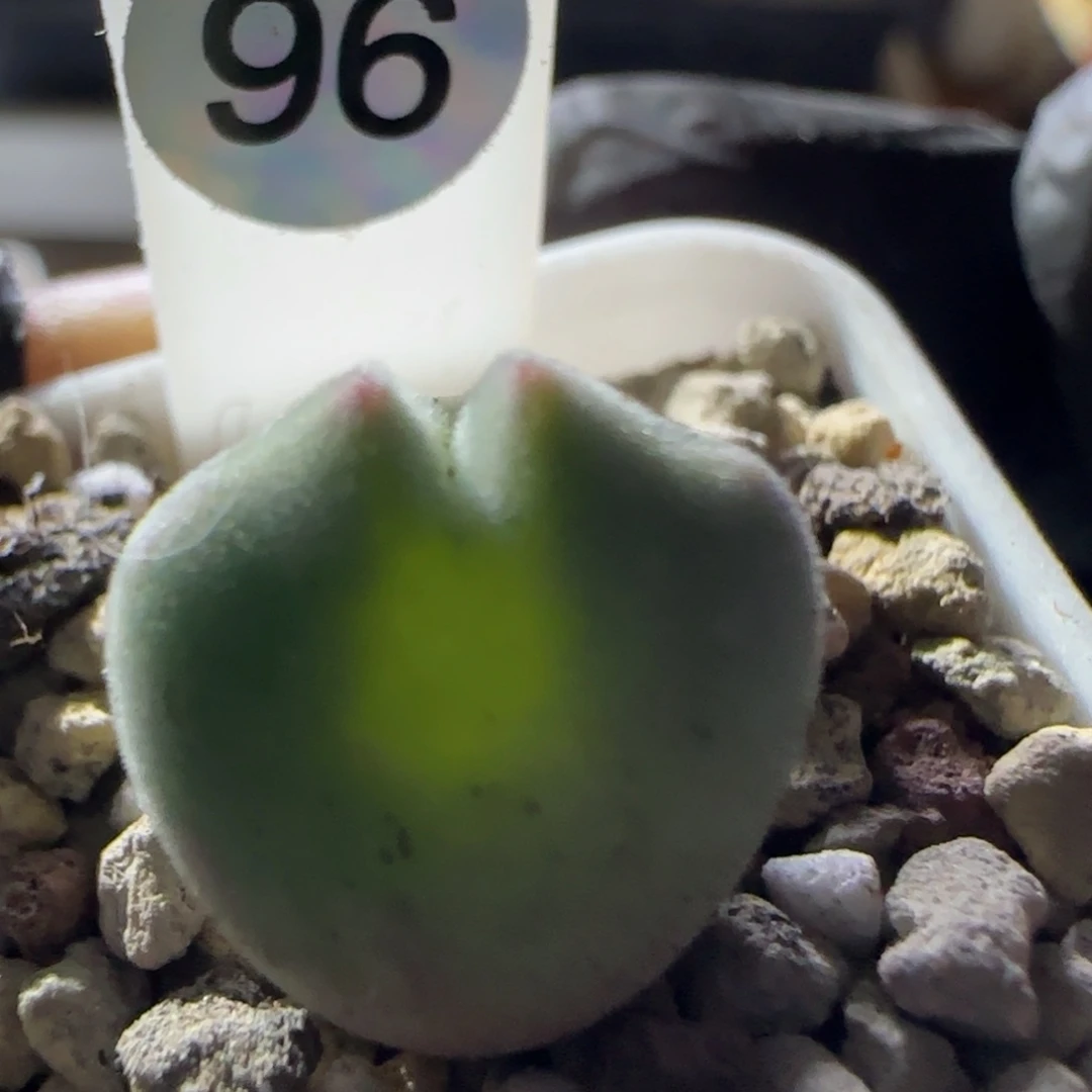 优选空蝉。     96