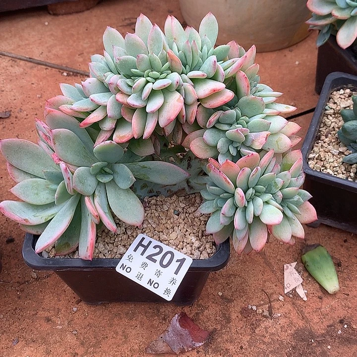 霞光之城缀化 非偏远38包邮节后发货