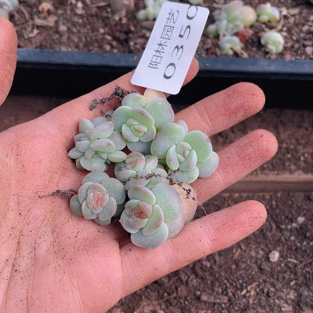多肉植物多破植物350